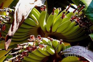 Featured Blooming Banana Tree 06 photograph by Dora Hathazi Mendes