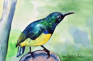 Yellow Bellied Sunbird Featured in Karavella Atelier