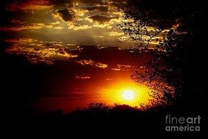 Featured African Sunset  photograph by Dora Hathazi Mendes