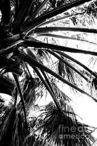 Featured Branches of the Palm Tree 01 by Dora Hathazi Mendes