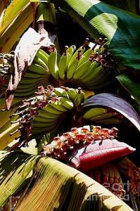 Featured Blooming Banana Tree 05 photograph by Dora Hathazi Mendes