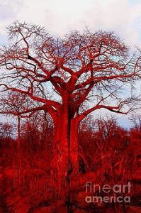 Featured Baobab Tree 05 photograph by Dora Hathazi Mendes