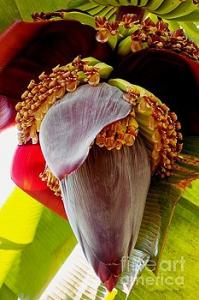 Featured Blooming Banana Tree 02 photograph by Dora Hathazi Mendes