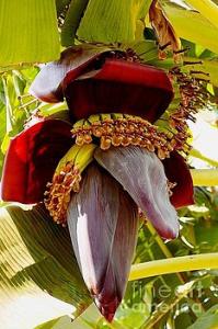 Featured Blooming Banana Tree 03 photograph by Dora Hathazi Mendes