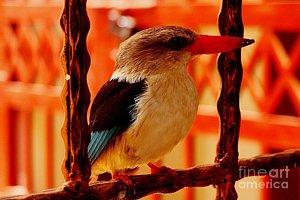 Featured Grey Headed Kingfisher 02 photograph by Dora Hathazi Mendes