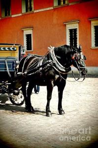 Featured Warsaw Carriage 03 as Admins Exceptional Equine