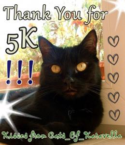 5k for Cats of Karavella on Instagram