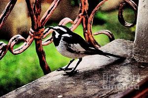 Featured African Pied Wagtail photograph by Dora Hathazi Mendes