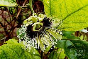 Featured Blooming Passion Fruit photograph by Dora Hathazi Mendes