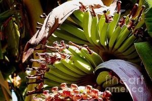 Featured Blooming Banana Tree 07 photograph by Dora Hathazi Mendes