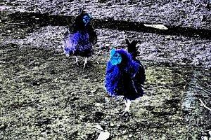 Featured Blue Chickens on the Moon photograph by Dora Hathazi Mendes