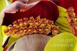 Featured Blooming Banana Tree 04 photograph by Dora Hathazi Mendes